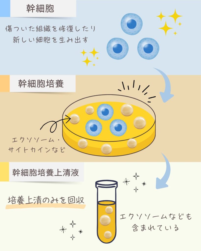 幹細胞とエクソソームの関係は?